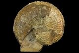Fossil (Jeletzkytes) Ammonite - South Dakota #143830-1